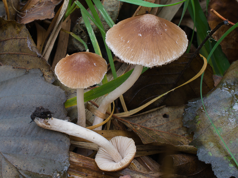 Psathyrella lutensis